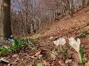 16 Crocus vernus (Zafferano maggiore) e Scilla bifolia (Scilla silvestre) sul sent. 571